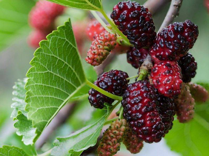 Шелковица купить саженцы из питомнике в Краснокамске