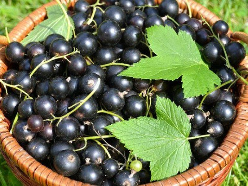 Смородина купить саженцы из питомника в Краснокамске