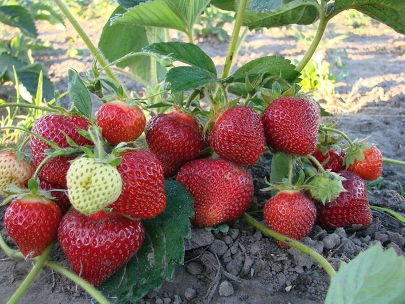 Клубника купить саженцы из питомника в Краснокамске