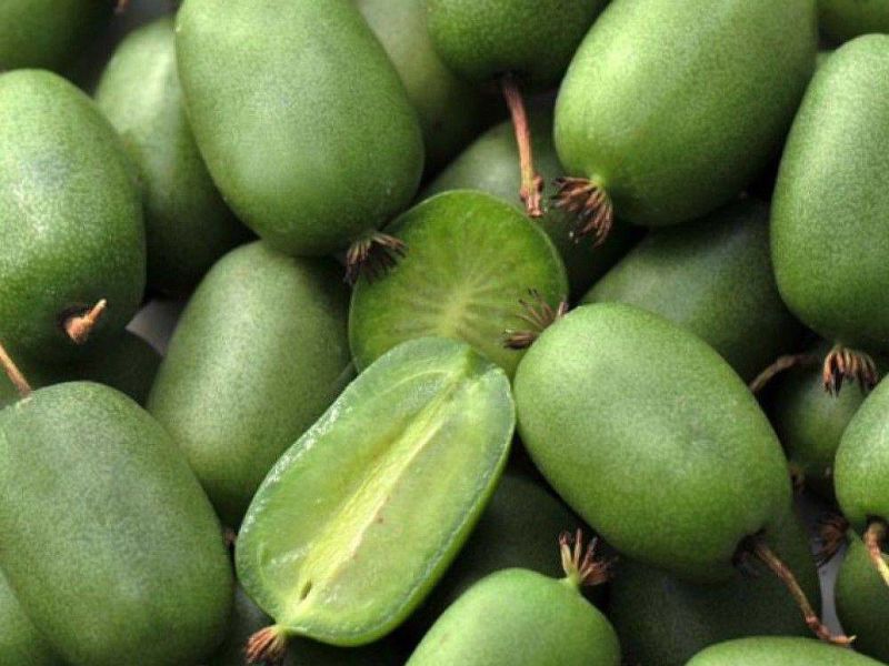 Актинидия купить саженцы из питомнике в Краснокамске