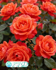 Роза "САЛИТА"