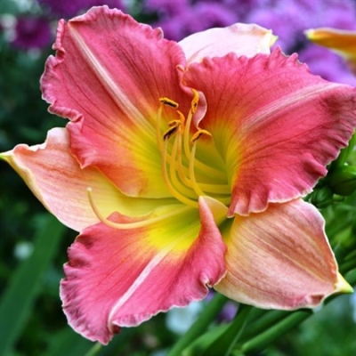 Лилейник "ФАЙНАЛ ТАЧ"