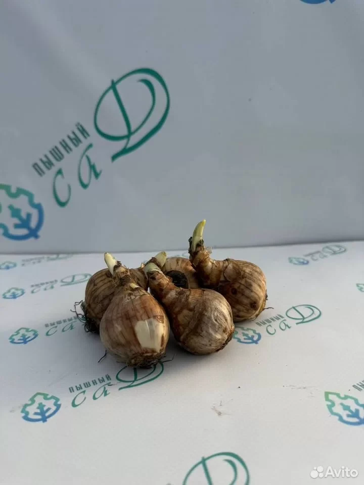 Нарцисс "ТАЛИЯ" (5 штук)