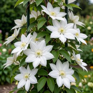 Клематис «Балерина»