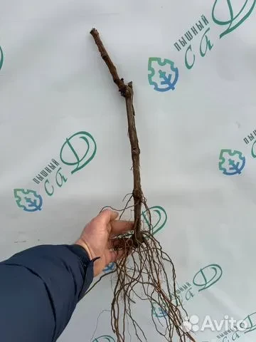 Виноград "ГРИЛЛО"